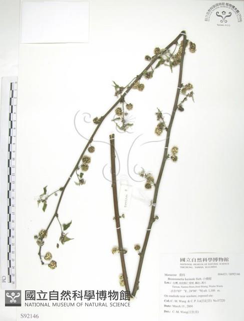 小構樹藏品圖，第1張