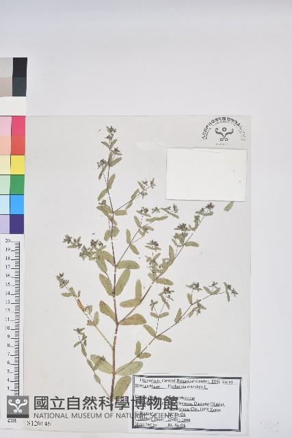 斑地錦藏品圖，第1張