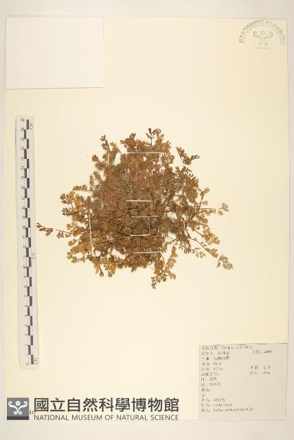 假吐金菊藏品圖，第1張