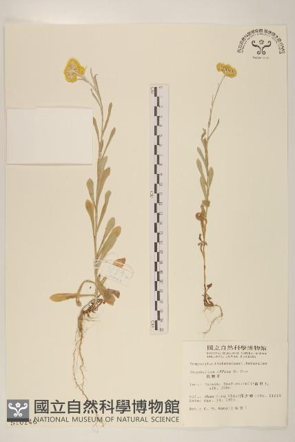 鼠麴草藏品圖，第1張