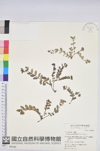 濱大戟藏品圖，第1張