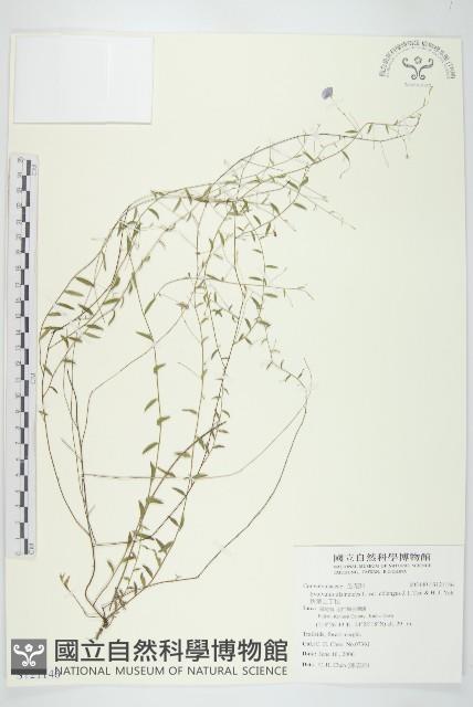 狹葉土丁桂藏品圖，第1張