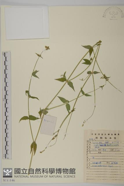 石生蠅子草、山女婁菜藏品圖，第1張