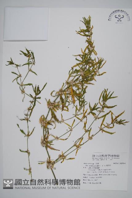 節節花藏品圖，第1張