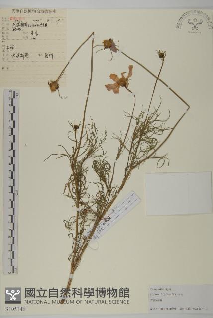 大波斯菊藏品圖，第1張