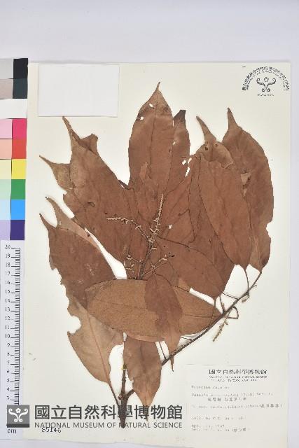 短尾柯、油葉杜、嶺南柯藏品圖，第1張