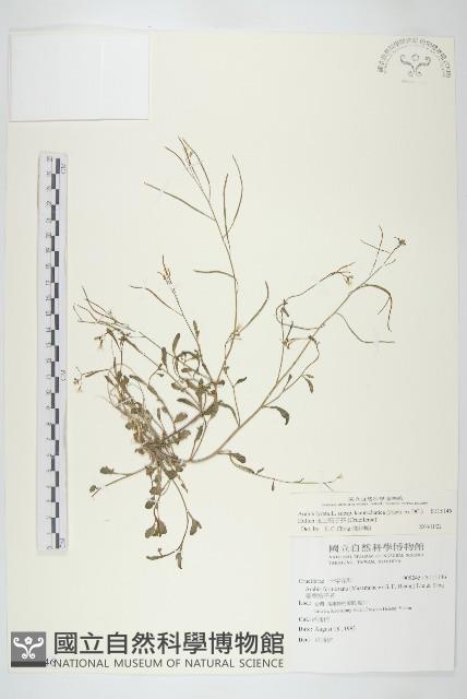 玉山筷子芥藏品圖，第1張