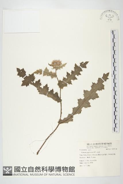 小薊藏品圖，第1張