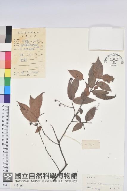 刺毛越橘藏品圖，第1張