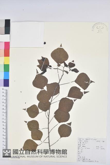 烏臼藏品圖，第1張