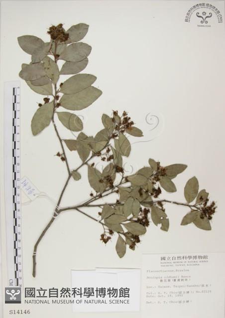 魯花樹藏品圖，第1張