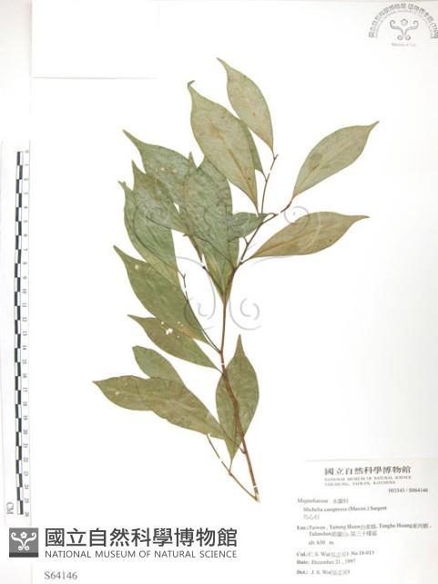 烏心石藏品圖，第1張