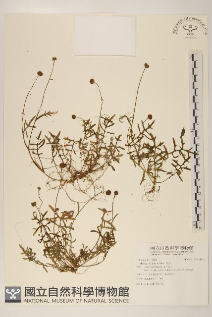 矮菊藏品圖，第1張