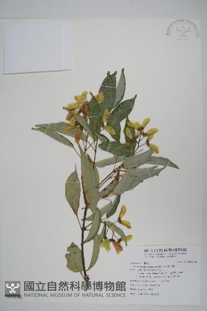 樟葉槭, 飛蛾子樹藏品圖，第1張