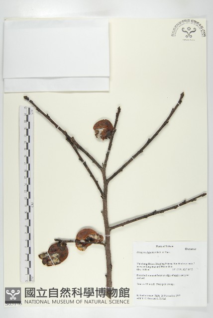 山柿, 山豆柿藏品圖，第1張