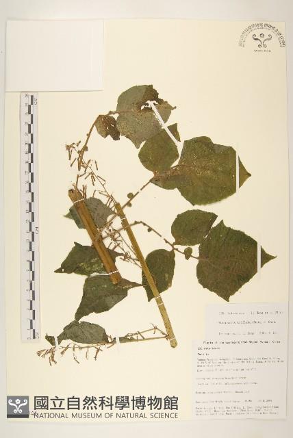 登錄號:S106346藏品圖，第1張