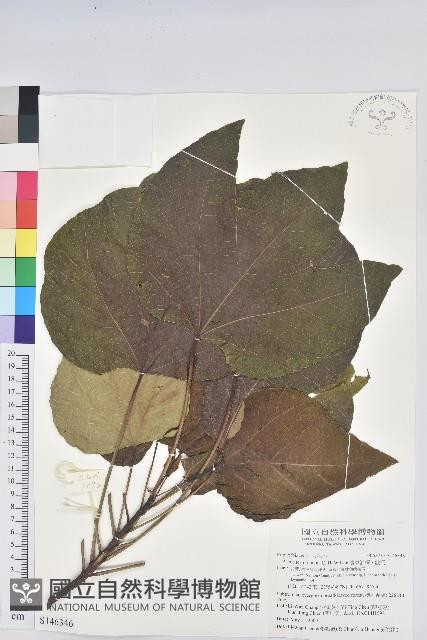 廣東油桐、皺桐藏品圖，第1張