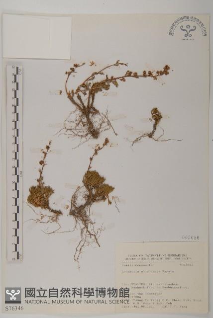 高山艾藏品圖，第1張