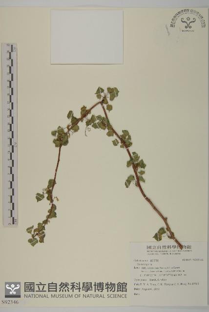 登錄號:S092346藏品圖，第1張