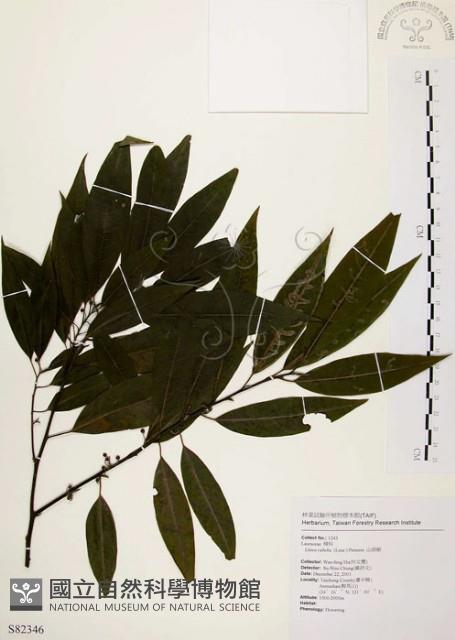 山胡椒藏品圖，第1張