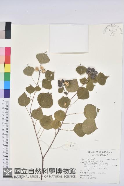 大車前草藏品圖，第1張