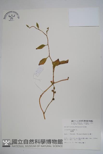 落葵藏品圖，第1張