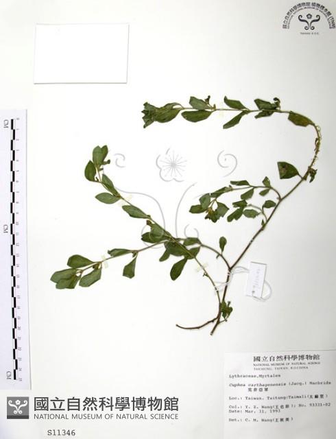 克非亞草藏品圖，第1張