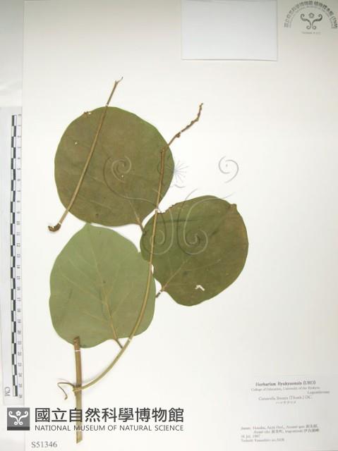 肥豬豆藏品圖，第1張