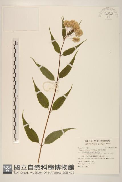 島田氏澤蘭藏品圖，第1張