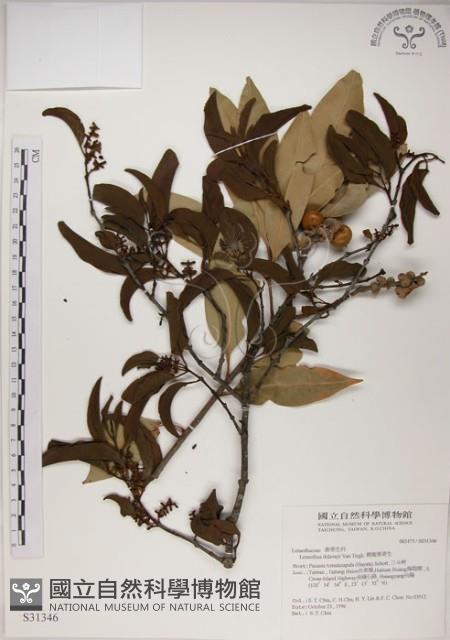 椆樹桑寄生, 大葉榿寄生藏品圖，第1張