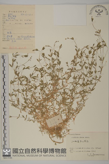 雀舌草藏品圖，第1張