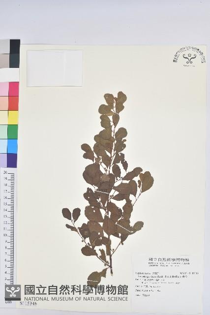 白飯樹藏品圖，第1張