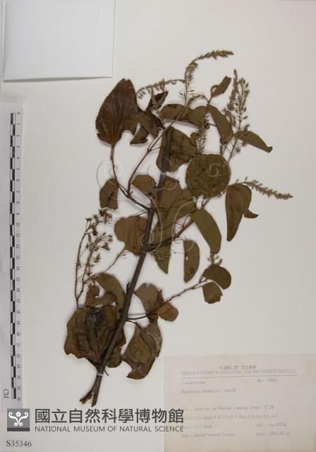 菊花木藏品圖，第1張