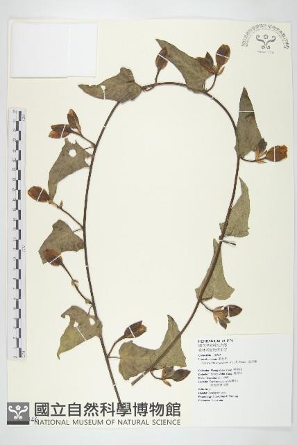 盒果藤藏品圖，第1張