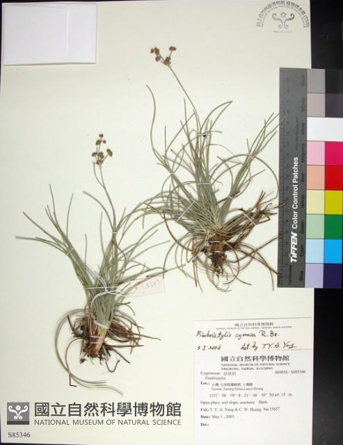 乾溝飄拂草藏品圖，第1張