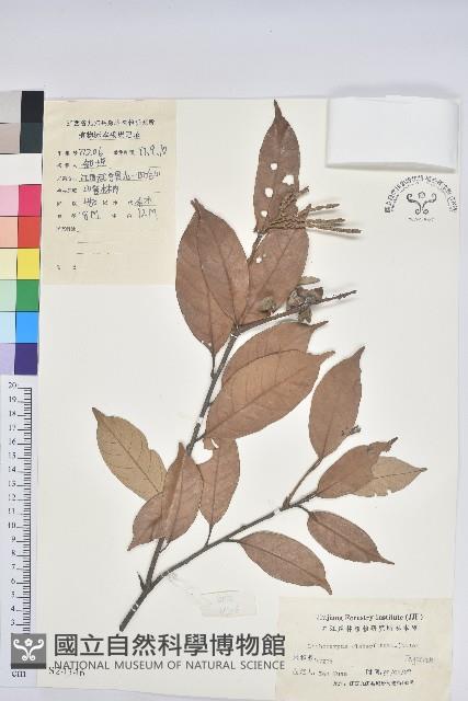 子彈石櫟藏品圖，第1張