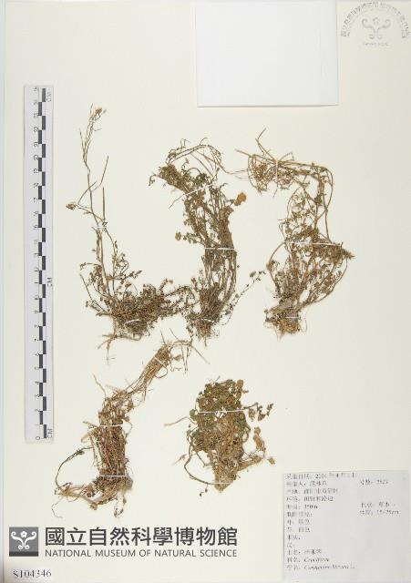 碎米薺藏品圖，第1張