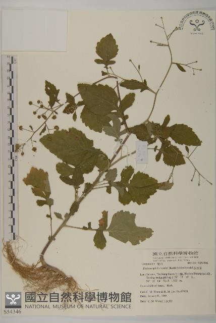 茯苓菜藏品圖，第1張