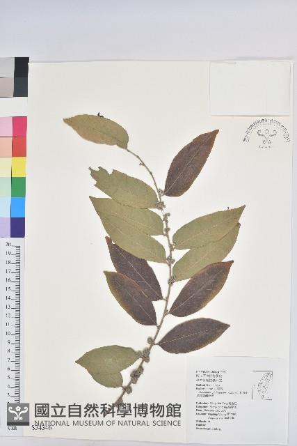 菲律賓饅頭果藏品圖，第1張