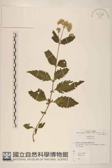 登錄號:S144346藏品圖，第1張