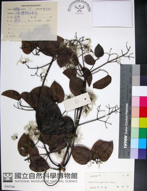 麥氏鐵線蓮藏品圖，第1張