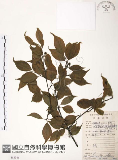 燈稱花、烏雞骨藏品圖，第1張