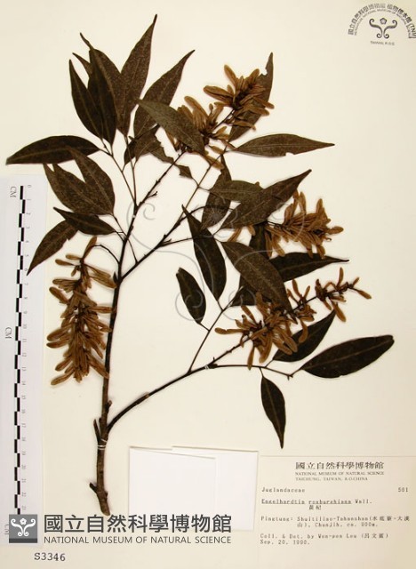 黃杞藏品圖，第1張