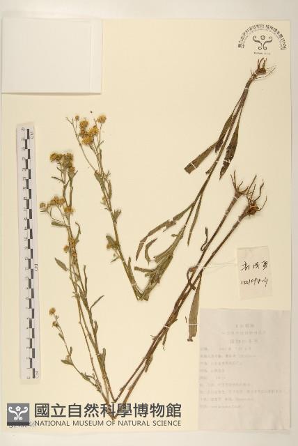 旋覆花藏品圖，第1張