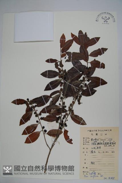 三花冬青藏品圖，第1張