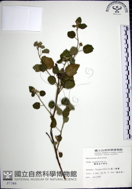 圓葉金午時花藏品圖，第1張