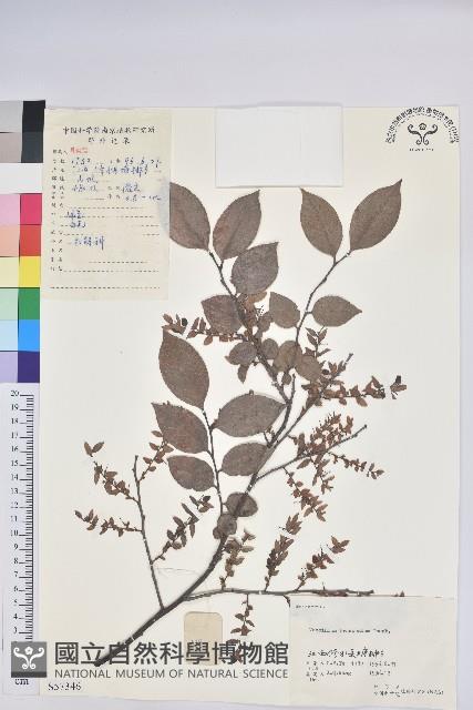 米飯花藏品圖，第1張