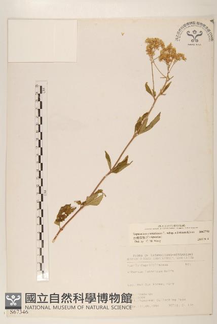 台灣澤蘭藏品圖，第1張