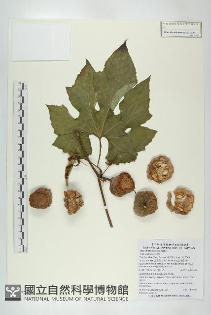 登錄號:S147346藏品圖，第1張