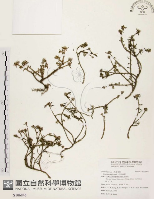 毛馬齒莧藏品圖，第1張